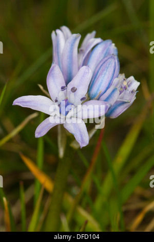 La molla Squill (Scilla verna) fiore Foto Stock