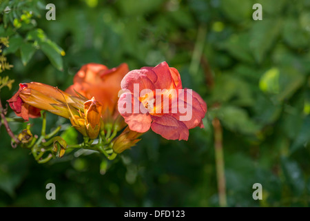 Un gruppo di orange fiorisce su un vitigno a campana, Campsis radicans. Oklahoma, Stati Uniti d'America. Foto Stock