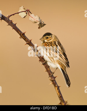 Voce maschile Reed Bunting in inverno piumaggio arroccato su radica Foto Stock