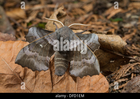 Il PIOPPO Hawkmoth (Laothoe populi) poggiante su foglie morte Foto Stock