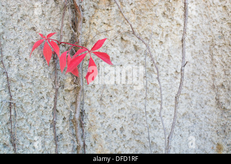 Autunno rosso Virginia liane o Woodbines Parthenocissus quinquefolia arrampicata su una parete in cemento a Stoccolma in ottobre.. Foto Stock