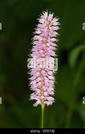 Bistort (Polygonum bistorta) fiore Foto Stock