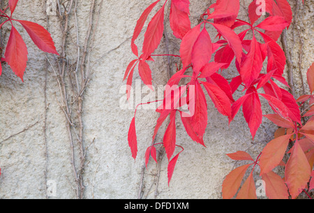 Autunno rosso Virginia liane o Woodbines Parthenocissus quinquefolia arrampicata su una parete in cemento a Stoccolma in ottobre.. Foto Stock