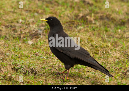 Gracchio alpino (Pyrrhocorax graculus) su un pendio erboso Foto Stock