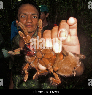 Un Goliath bird eating spider, la più grande della tarantola famiglia, nella foresta amazzonica, vicino a Manaus, Brasile Foto Stock