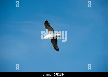 Lesser Black-backed Gull, Larus fuscus, in volo, Skokholm, South Pembrokeshire, Wales, Regno Unito Foto Stock