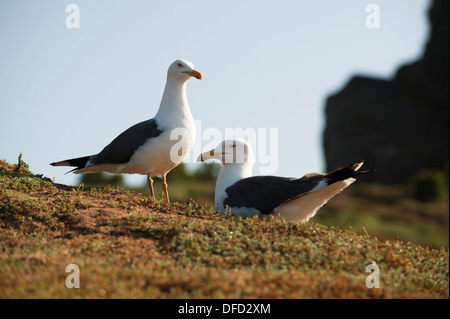 Lesser Black-backed Gabbiani, Larus fuscus, Skokholm, South Pembrokeshire, Wales, Regno Unito Foto Stock