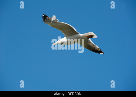 Aringa Gabbiano in volo, Larus argentatus, Skokholm, South Pembrokeshire, Wales, Regno Unito Foto Stock