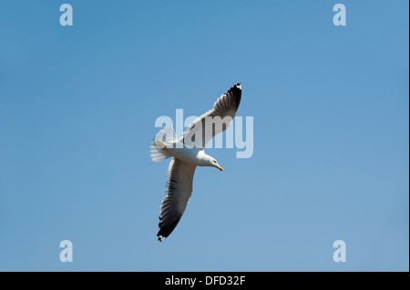 Lesser Black-backed Gull, Larus fuscus, in volo, Skokholm, South Pembrokeshire, Wales, Regno Unito Foto Stock