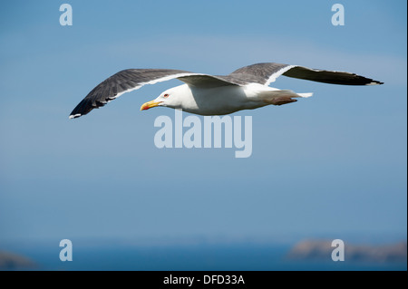 Lesser Black-backed Gull, Larus fuscus, in volo, Skokholm, South Pembrokeshire, Wales, Regno Unito Foto Stock