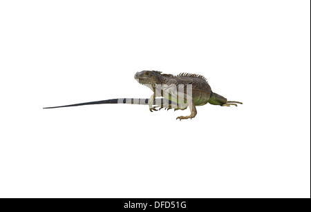 Si tratta di un immagine di un iguana isolato su uno sfondo bianco Foto Stock