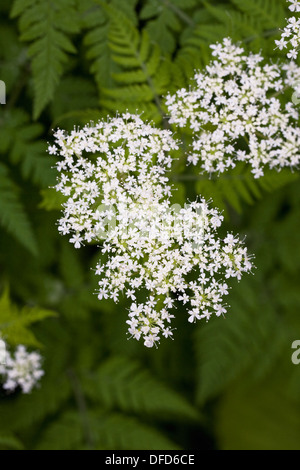 Anthriscus sylvestris. Mucca prezzemolo in un giardino inglese. Foto Stock