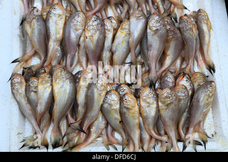 Pesce al mercato di Shanghai, Cina Foto Stock