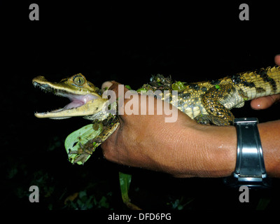 Un Caimano bambino tenuto da una guida locale nella foresta amazzonica durante una gita di notte da un lodge vicino a Iquitos, Perù. Foto Stock