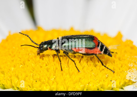 Un comune malachite beetle (Malachius bipustulatus) attraversando a piedi un oxeye daisy (Leucanthemum vulgare) fiore a Bexley, Kent. Foto Stock