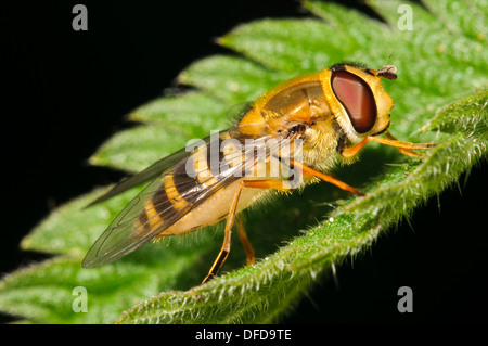 Un comune hoverfly nastrati (Syrphus ribesii) a riposo su un Ortica foglie a Bexley, Kent. Maggio. Foto Stock