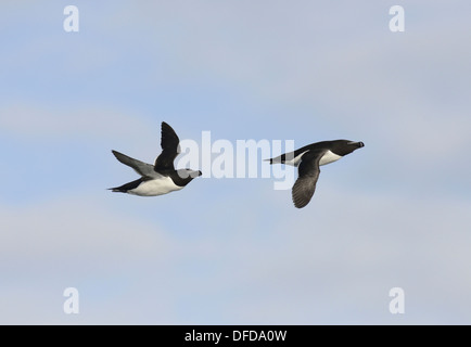 Razorbill Alca torda Foto Stock