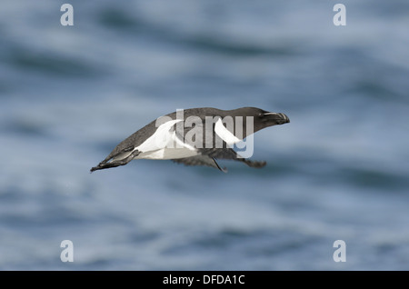 Razorbill Alca torda Foto Stock