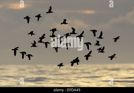 Curlew Numenius arquata Foto Stock