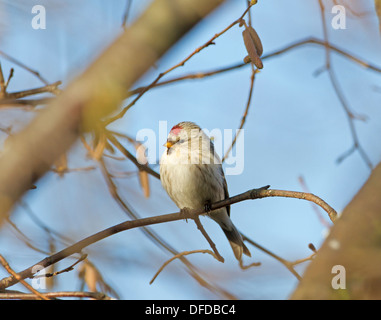 Coue's Redpoll artico - Carduelis hornemanni exilipes Foto Stock