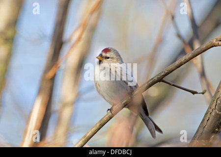 Coue's Redpoll artico - Carduelis hornemanni exilipes Foto Stock