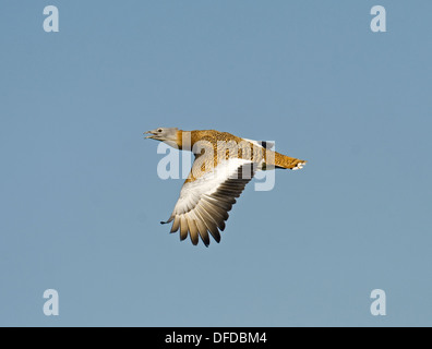 Grande Bustard - Otis tarda Foto Stock