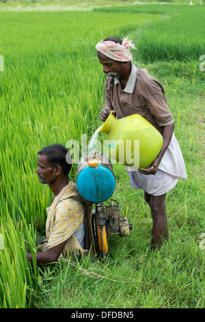 Indian uomo avente il suo irroratrice riempito di acqua e di pesticidi a spruzzo su un raccolto di riso. Andhra Pradesh, India Foto Stock