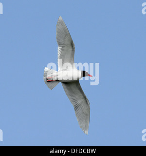 Gabbiano mediterraneo - Larus melanocephalus Foto Stock