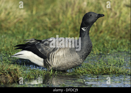 Brent Goose Branta bernicla Foto Stock