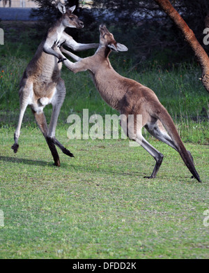 I canguri maschio combattimenti Foto Stock