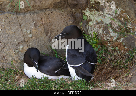 Una coppia di razorbills (Alca torda) nidi su una scogliera battuta sul isola di Skomer, Pembrokeshire, nel Galles del Sud. Maggio. Foto Stock