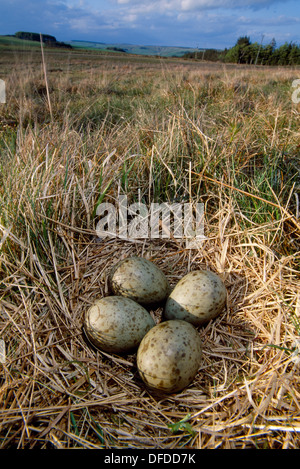 Curlew Numenius arquata uova nel nido Foto Stock