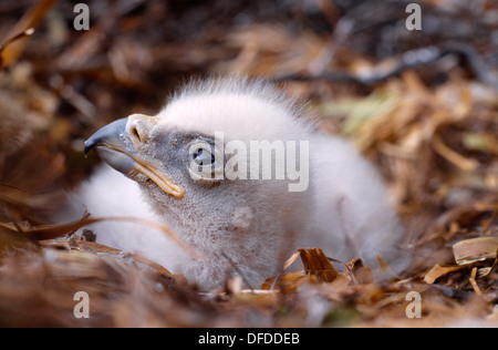 Aquila reale Aquila chrysaetos Foto Stock