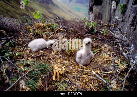 Aquila reale Aquila chrysaetos Foto Stock