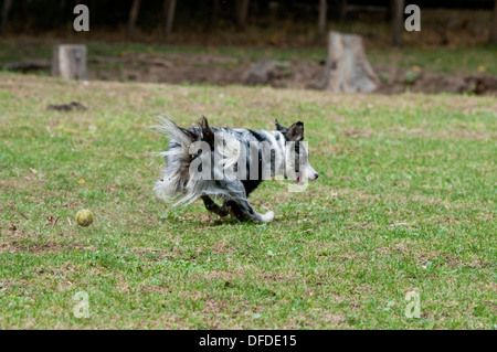 Border Collie a caccia di una palla da tennis Foto Stock