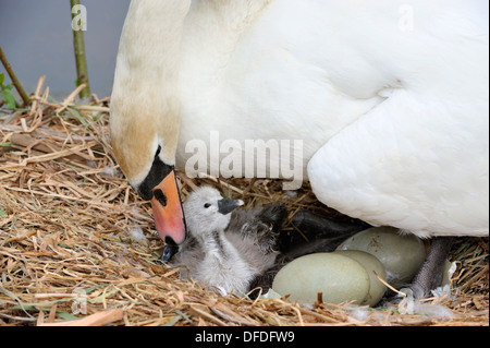 Cigno Cygnus olor Foto Stock