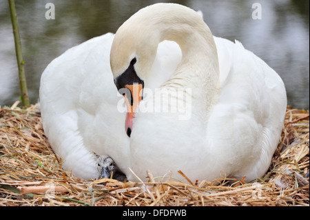 Cigno Cygnus olor Foto Stock