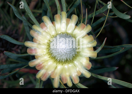 Chiusura del singolo Thistle Protea / Sugarbush fiore Protea scolymocephala- Famiglia Proteaceae Foto Stock