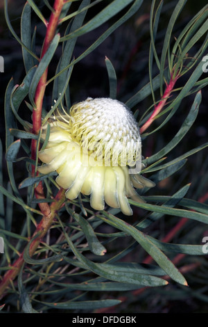 Thistle Protea /Sugarbush- Protea scolymocephala - Famiglia Proteaceae Foto Stock