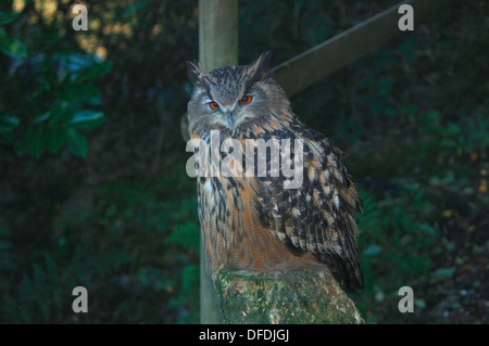 Aquila europea- civetta (Bubo bubo). Foto Stock