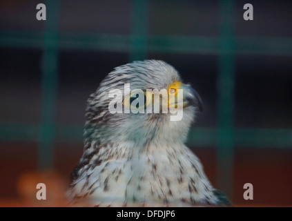 Captive white gyr ibrido saker Falcon. Foto Stock