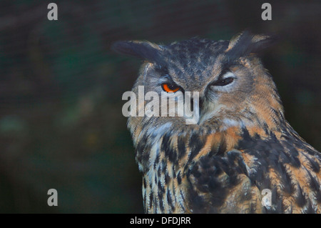 Ritratto di un europeo eagle- civetta (Bubo bubo). Foto Stock