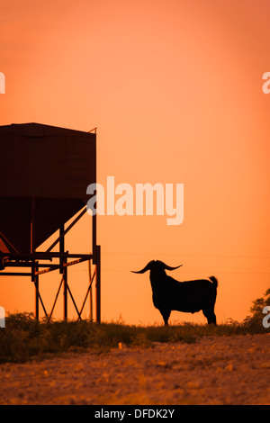 Stati Uniti d'America, Texas, dalle lunghe corna Capra in piedi accanto all'alimentatore Foto Stock