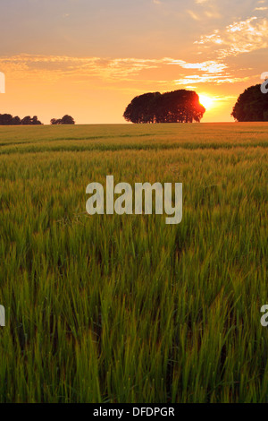 Tramonto a Cheesefoot testa sul South Downs con un campo di orzo in primo piano. Foto Stock