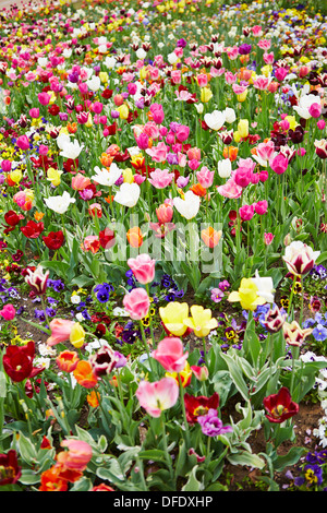 Campo pieno di fiori diversi e tulipani colorati Foto Stock