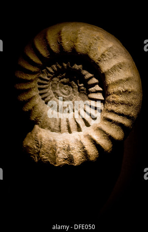 Close-up di un fossile ammonita contro uno sfondo nero. Poco profonda, il fuoco selettivo sul lato destro del campione. Foto Stock