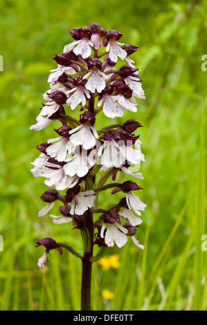 Infiorescenza di Lady Orchid, Orchis purpurea, Denge Wood, Kent, Regno Unito. Maggio. Foto Stock