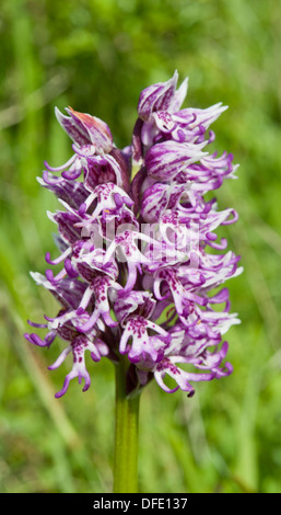 Close-up della infiorescenza della scimmia Orchid, Orchis simia, Park Gate giù, Kent, Regno Unito. Maggio. Foto Stock