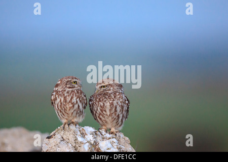 Civetta (Athene noctua) coppia appollaiato sulle pietre. Provincia di Lleida. La Catalogna. Spagna. Foto Stock