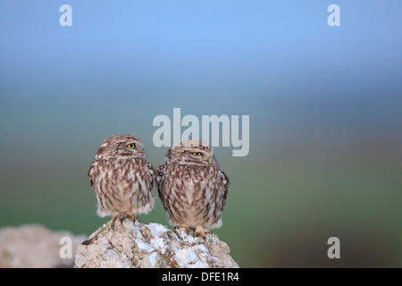 Civetta (Athene noctua) coppia appollaiato sulle pietre. Lleida. La Catalogna. Spagna. Foto Stock